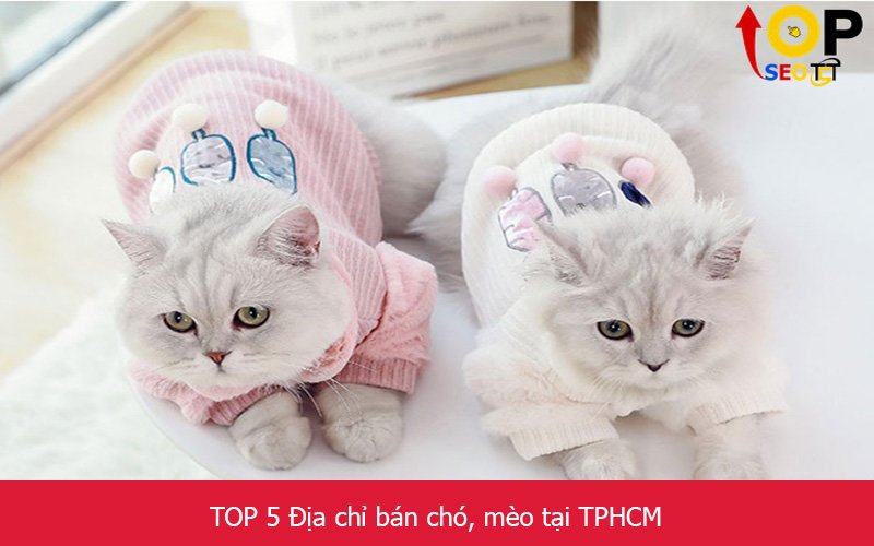 TOP 5 Địa chỉ bán chó, mèo tại TPHCM
