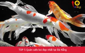 TOP 5 Quán cafe koi đẹp nhất tại Đà Nẵng