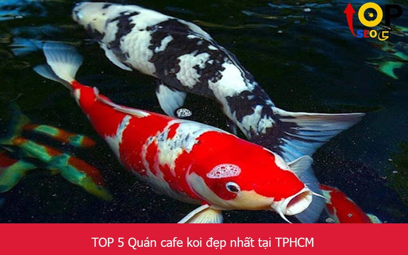 TOP 5 Quán cafe koi đẹp nhất tại TPHCM