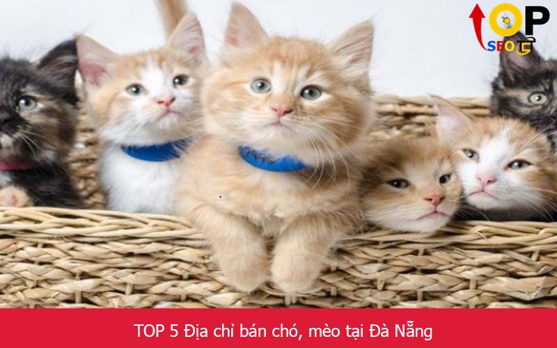 TOP 5 Địa chỉ bán chó, mèo tại Đà Nẵng