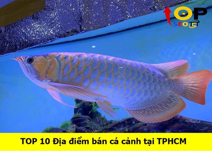 ban-ca-canh-tai-tphcm (1)