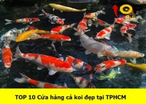 cua-hang-ca-coi-dep-tai-tphcm (1)