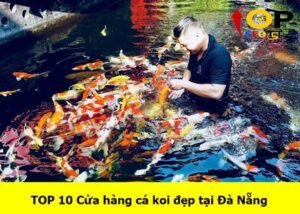 cua-hang-ca-koi-dep-tai-da-nang (1)