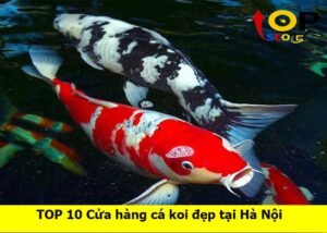 cua-hang-ca-koi-tai-ha-noi (1)