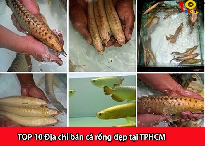 TOP 10 Địa chỉ bán cá rồng đẹp tại TPHCM | Top SeoTCT